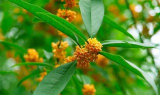 刚换盆金桂不开花怎么办 九个小妙招轻松搞定