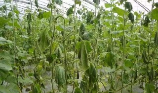 怎么样培育蔬菜庞大的根系 你可以这样做