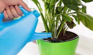 养花怎么浇水 别再把花浇死了