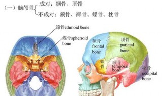 枕骨突出是什么骨相 从枕骨看富贵贫贱