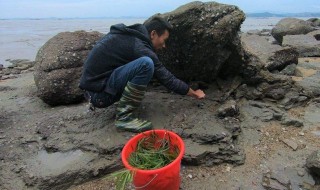 梦见赶海拾海螺 是什么意思呢