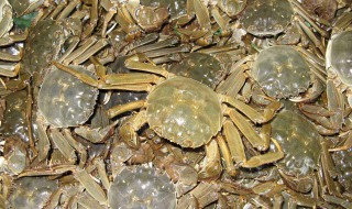 螃蟹养殖技术 五个要领你要掌握