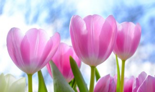 郁金香几月种植 赶紧收藏