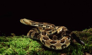 蛇最怕什么植物 赶紧看