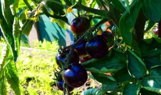 黑番茄的种植技术 一起来细细了解一下