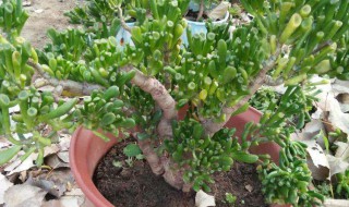 玉树怎么砍头 玉树老桩怎么砍头