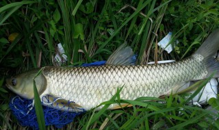 草鱼喜欢吃哪种草 快来看一看