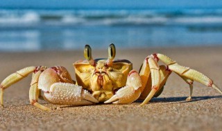 螃蟹的种类 喜欢吃蟹的你知道多少种