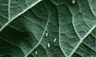 白醋消灭白粉虱 教你一招
