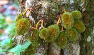 如何种榴莲 冒出嫩芽绿油油！