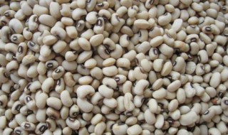 饭豆生虫怎么办 你都了解吗