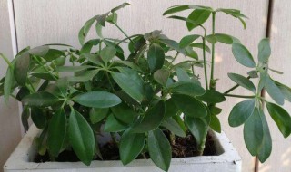 鸭掌树的扦插方法 以下6点要注意