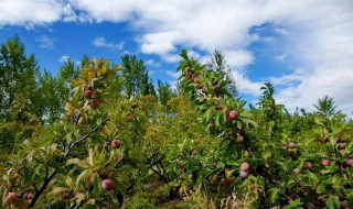 李子树的栽培技术 你学会了吗