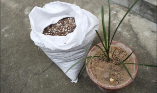 兰花换盆技巧 长姿势了