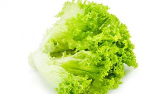 生菜种植技术 非常容易种植