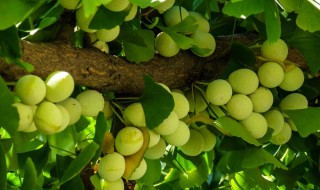 刚摘的银杏果怎么处理 小妙招教你轻松搞定