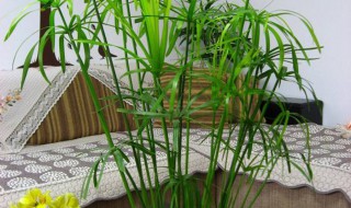 伞竹怎么养才长得旺 注意这几点伞竹越长越旺盛