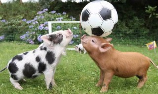 1947年属猪人的寿命 运程如何