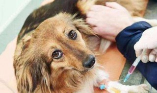 狗狗打封闭有什么作用 谁知道