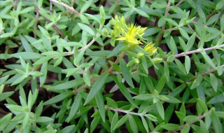 真正治肝病的垂盆草是什么样子的 垂盆草的形态特征