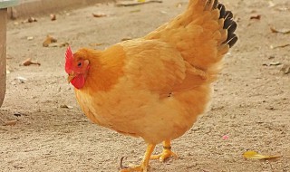 怎样给鸡驱虫 专家教你如何专业养鸡