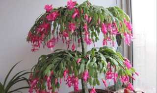 水培蟹爪兰怎么养殖 祝大家都能够有所收获