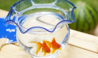 鱼为什么沉在鱼缸底部 这四大原因你是否注意到