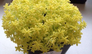 黄金草多肉怎么养 达人教你轻松养花