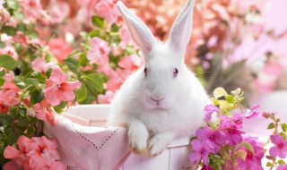 云南花兔饲养方法 云南花兔怎么养