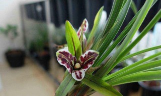 胡蝶兰花怎么养 养护蝴蝶兰时需要注意什么