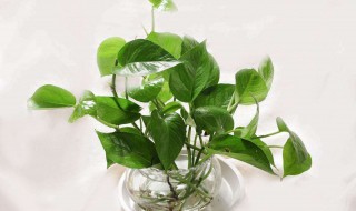 白醋养花小妙招 学会这方法花草个个爆盆