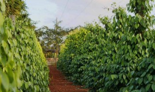 怎么种植蜜枣 蜜枣是如何种植的