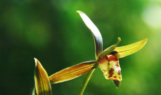 北方墨兰的养殖方法 墨兰的家庭养殖方法