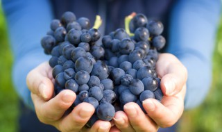 100克葡萄的热量 吃葡萄会长胖吗