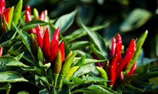 小辣椒怎么腌制好吃 腌制小辣椒的方法