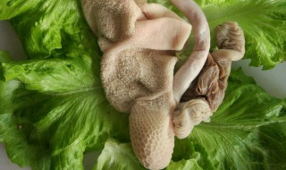 羊肠怎么做好吃 羊杂碎怎么做