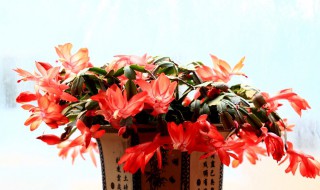 春天蟹爪兰的护理 蟹爪兰春天怎么养