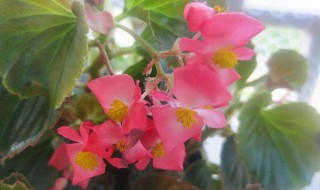 四季秋海棠扦插方法 简单一个小技巧让其暴盆