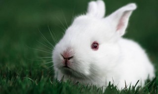 属兔一生有几个坎 你知道吗