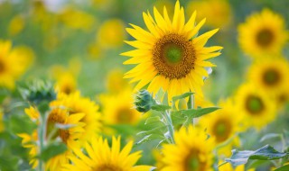 向日葵花语经典超短句 给大家介绍一下