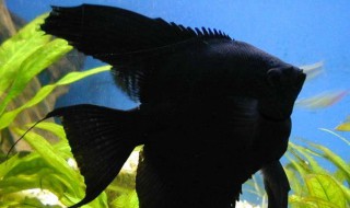 黑神仙鱼饲养方法 记住这几点饲养要求