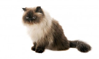 喜马拉雅猫饲养方法 大家可以了解一下