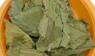 桑叶如何晒干 在家也能做出干桑叶