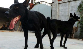 黑狼犬缺点有哪些 优点又有哪些