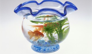 自来水养鱼怎么才不死 谨记这几点才能不死鱼