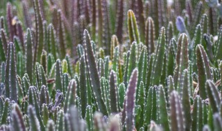 什么品种仙人柱好 常见的仙人柱品种