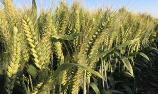 什么麦种高产又矮抗倒 三种优质麦种推荐