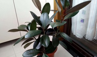 橡皮树什么时间剪枝 老树农教你如何正确种植