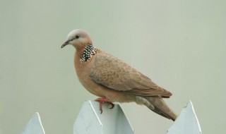 梦见鸟屎掉身上有什么预兆 梦见鸟屎掉身上是什么意思