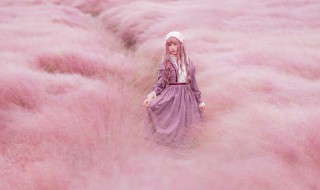 粉黛乱子草怎么拍照 有什么要注意的